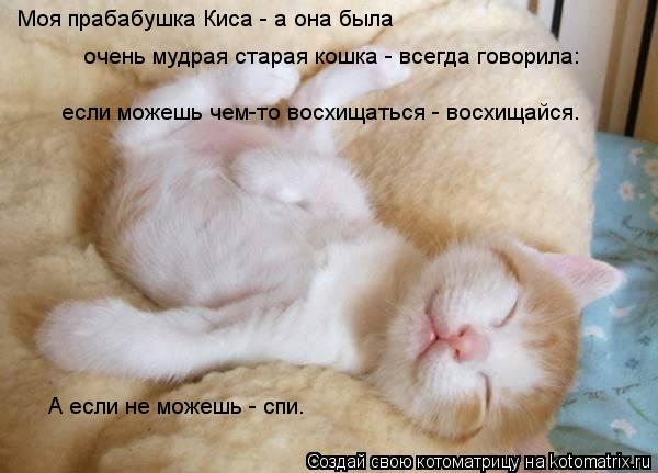 Котоматрица: Моя прабабушка Киса - а она была  очень мудрая старая кошка - всегда говорила: если можешь чем-то восхищаться - восхищайся. А если не можешь - с