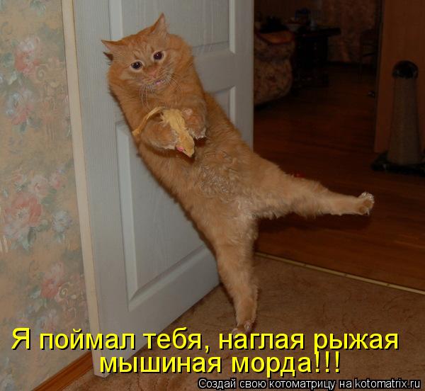 Котоматрица: Я поймал тебя, наглая рыжая  мышиная морда!!!