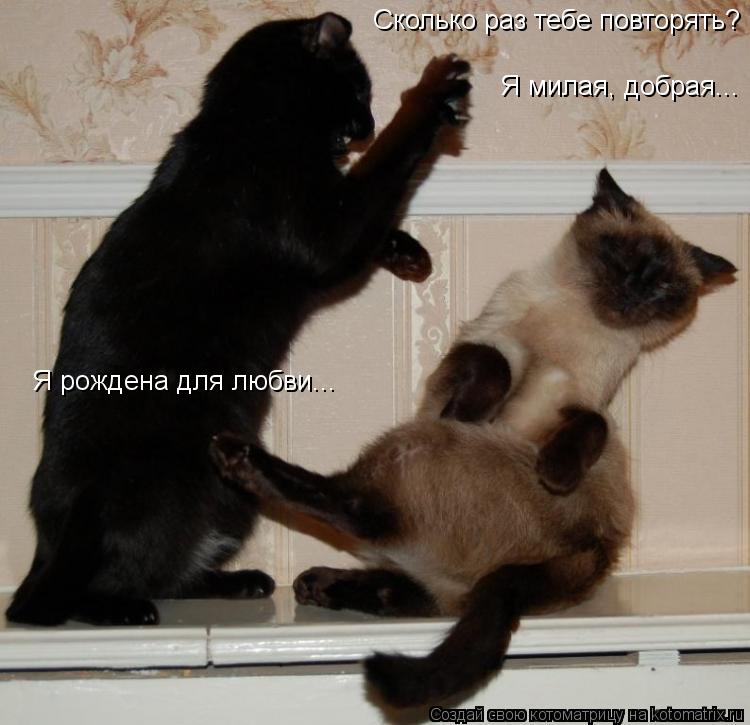 Котоматрица: Сколько раз тебе повторять? Я рождена для любви... Я милая, добрая...