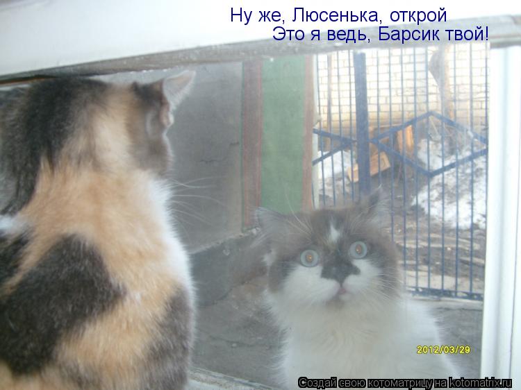 Котоматрица: Ну же, Люсенька, открой Это я ведь, Барсик твой!