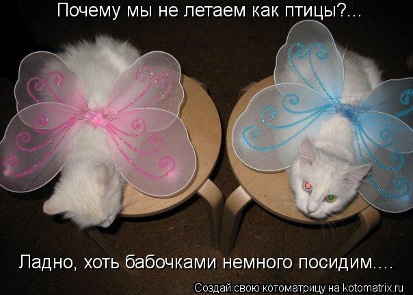 Почему мы не летаем как птицы?... Ладно, хоть бабочками немного посидим....... Котоматрица: Почему мы не летаем как птицы?... Ладно, хоть бабочками немного посидим....