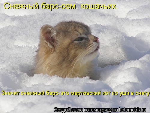 Снежный барс-сем. кошачьих. Значит снежный барс-это мартовский кот по уши в снегу... Котоматрица: Снежный барс-сем. кошачьих. Значит снежный барс-это мартовский кот по уши в снегу