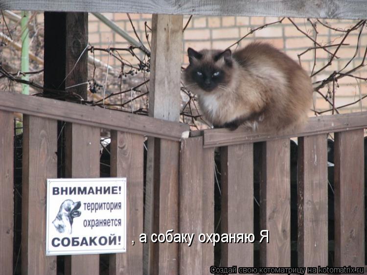 Котоматрица: , а собаку охраняю Я
