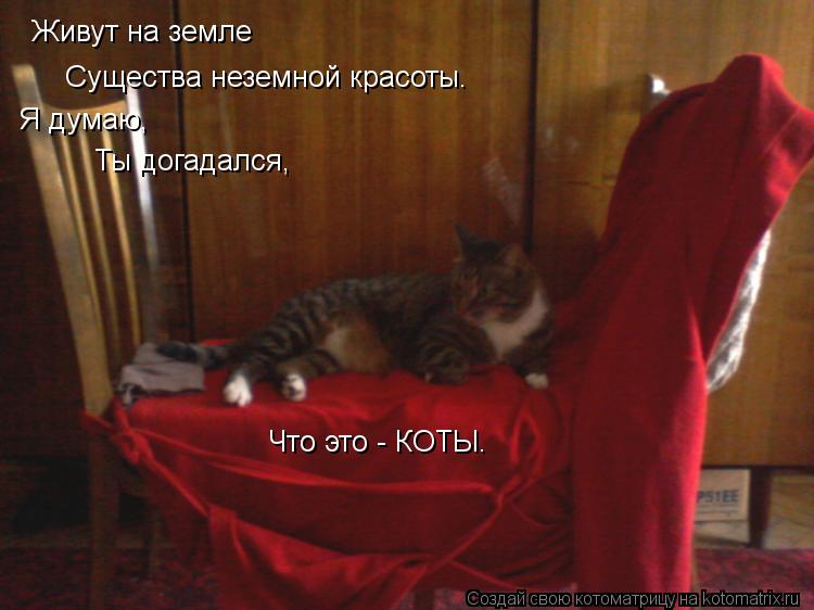 Живут на земле Существа неземной красоты. Я думаю, Ты догадался, Что это - КОТЫ.... Котоматрица: Живут на земле Существа неземной красоты. Я думаю, Ты догадался, Что это - КОТЫ.