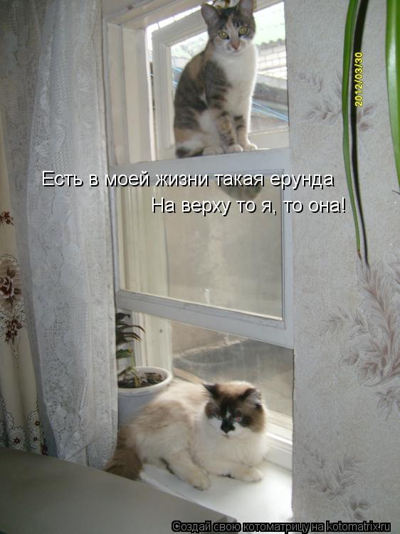 Есть в моей жизни такая ерунда На верху то я, то она!... Котоматрица: Есть в моей жизни такая ерунда На верху то я, то она!