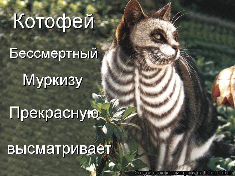 Котоматрица: Котофей Бессмертный Муркизу Прекрасную высматривает