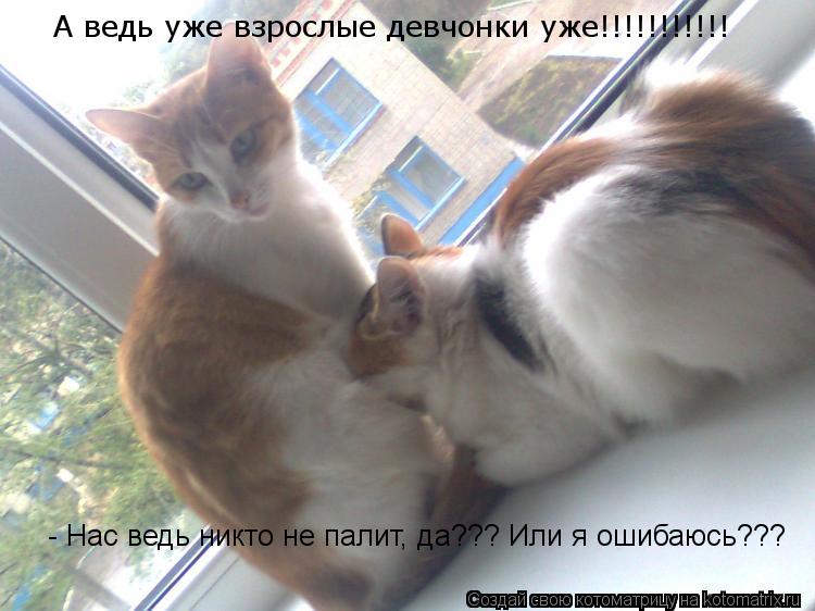 Котоматрица: А ведь уже взрослые девчонки уже!!!!!!!!!!!  - Нас ведь никто не палит, да??? Или я ошибаюсь???
