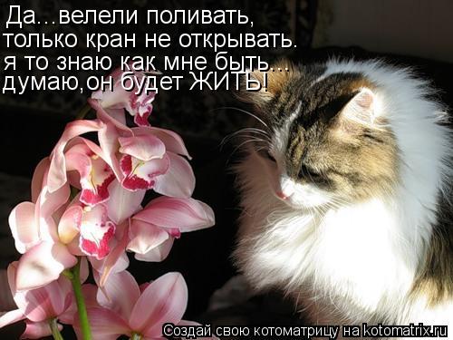 Котоматрица: Да...велели поливать, только кран не открывать. я то знаю как мне быть... думаю,он будет ЖИТЬ!