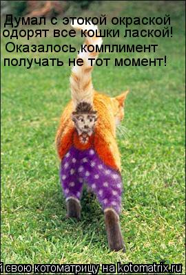 Котоматрица: Думал с этокой окраской одорят все кошки лаской! Оказалось,комплимент получать не тот момент!