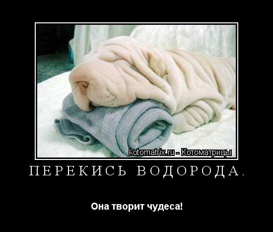Перекись водорода. Она творит чудеса!... Котоматрица: Перекись водорода. Она творит чудеса!