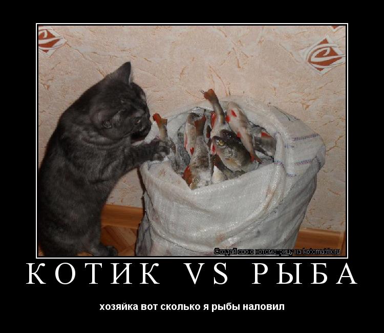 котик vs рыба хозяйка вот сколько я рыбы наловил... Котоматрица: котик vs рыба хозяйка вот сколько я рыбы наловил