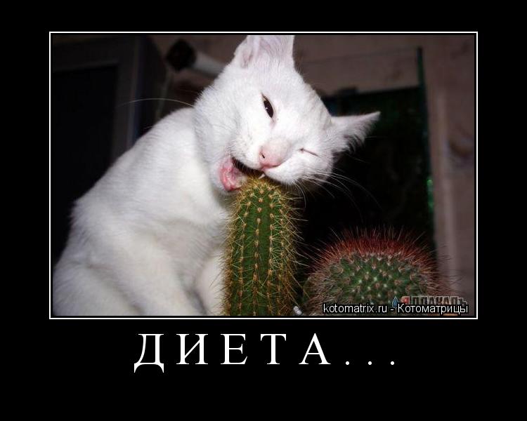 ДИЕТА... ... Котоматрица: ДИЕТА...