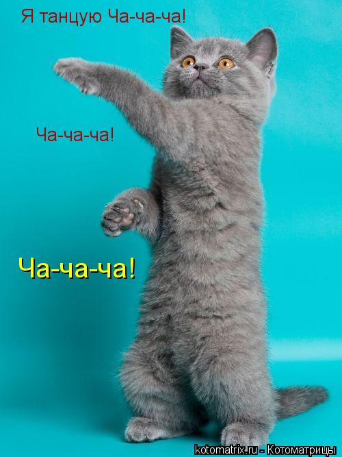 Котоматрица: Я танцую Ча-ча-ча! Ча-ча-ча! Ча-ча-ча!