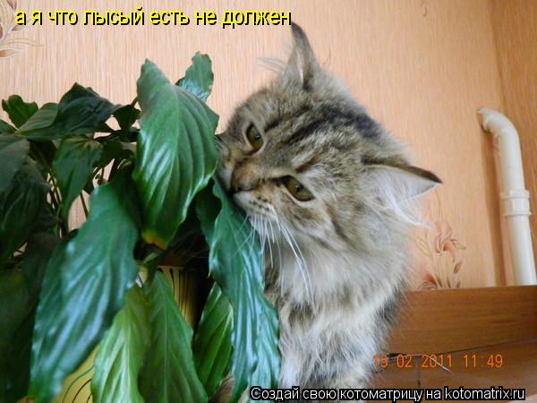 Котоматрица: а я что лысый есть не должен