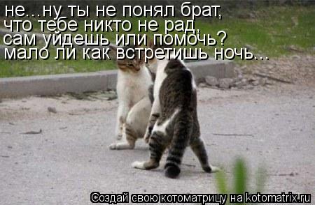 Котоматрица: не...ну ты не понял брат, что тебе никто не рад, сам уйдешь или помочь? мало ли как встретишь ночь...