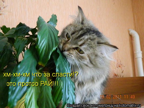 Котоматрица: хм-хм-хм что за сласти!? это протсо РАЙ!!!