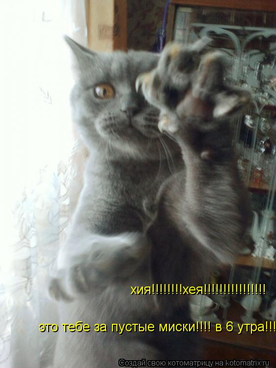 Котоматрица: хия!!!!!!!!хея!!!!!!!!!!!!!!!! это тебе за пустые миски!!!! в 6 утра!!!