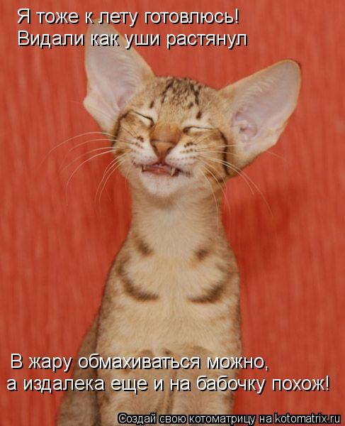 Котоматрица: Я тоже к лету готовлюсь! Видали как уши растянул В жару обмахиваться можно, а издалека еще и на бабочку похож!
