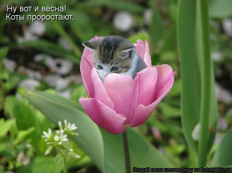 Котоматрица: Ну вот и весна! Коты проростают...