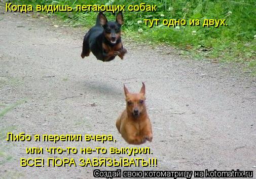 Котоматрица: Когда видишь летающих собак тут одно из двух. Либо я перепил вчера, или что-то не-то выкурил. ВСЕ! ПОРА ЗАВЯЗЫВАТЬ!!!