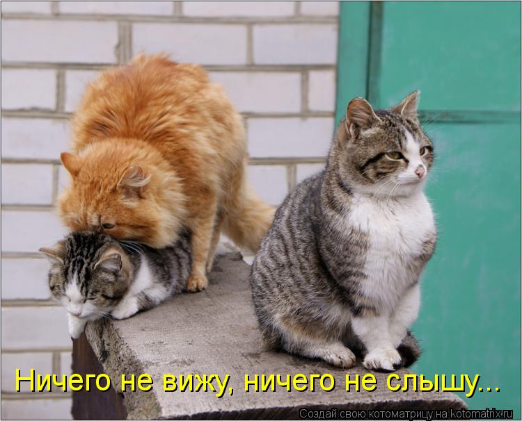 Котоматрица: Ничего не вижу, ничего не слышу...