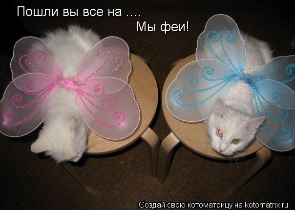 Котоматрица: Пошли вы все на .... Мы феи!