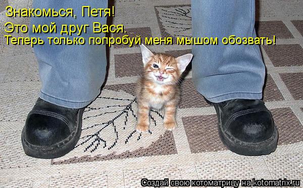 Котоматрица: Знакомься, Петя! Это мой друг Вася. Теперь только попробуй меня мышом обозвать!