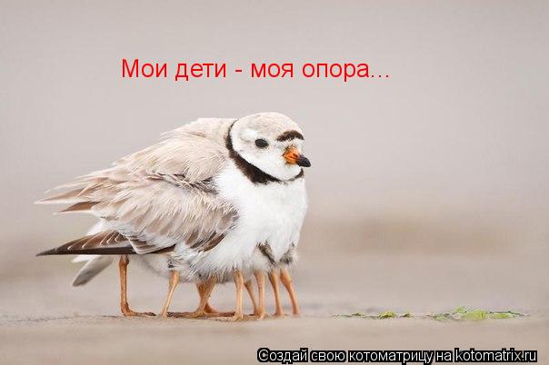 Котоматрица: Мои дети - моя опора...