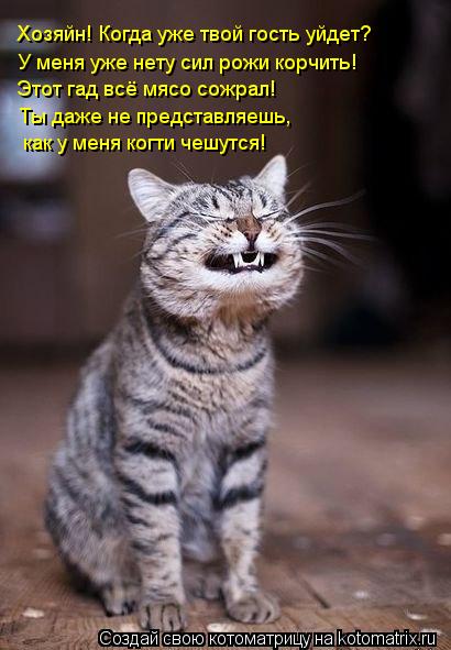 Котоматрица: Хозяйн! Когда уже твой гость уйдет? У меня уже нету сил рожи корчить! Этот гад всё мясо сожрал! Ты даже не представляешь, как у меня когти чешу