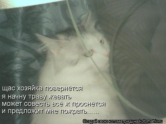 щас хозяйка повернётся я начну траву жевать может совесть всё ж проснётся и предложит мне пожрать....... Котоматрица: щас хозяйка повернётся я начну траву жевать может совесть всё ж проснётся и предложит мне пожрать......