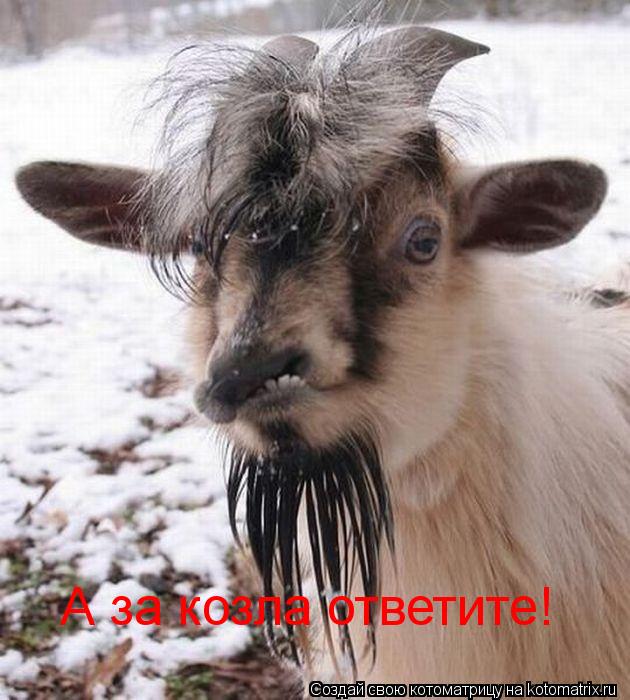 Котоматрица: А за козла ответите!