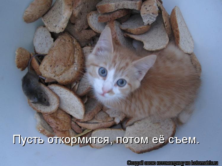 Котоматрица: Пусть откормится, потом её съем.