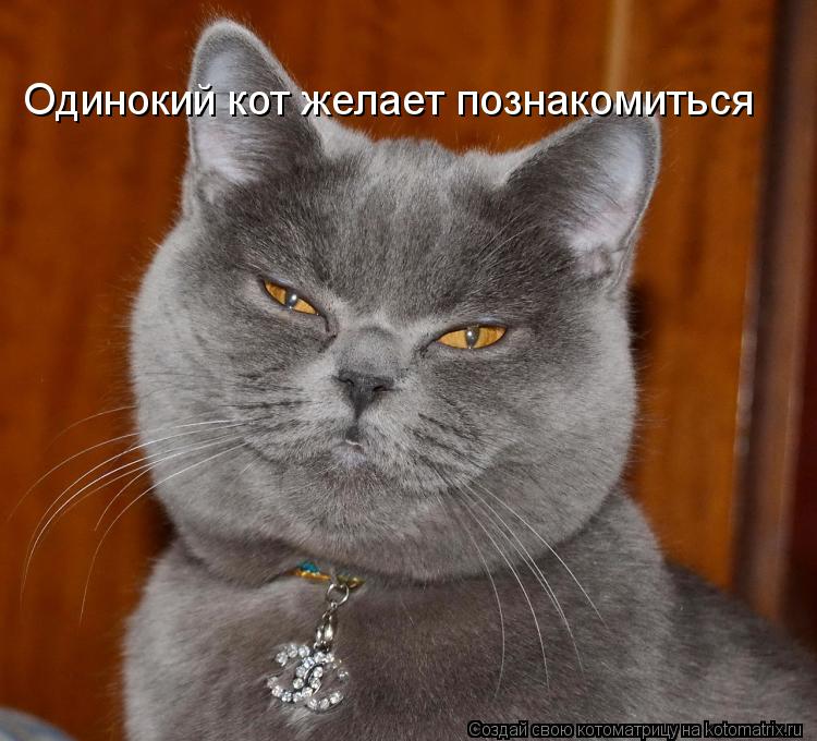 Котоматрица: Одинокий кот желает познакомиться