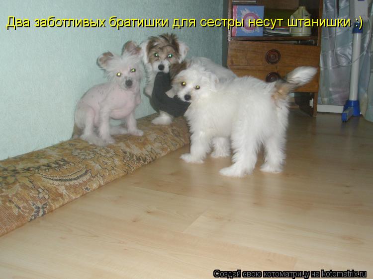 Котоматрица: Два заботливых братишки для сестры несут штанишки :)