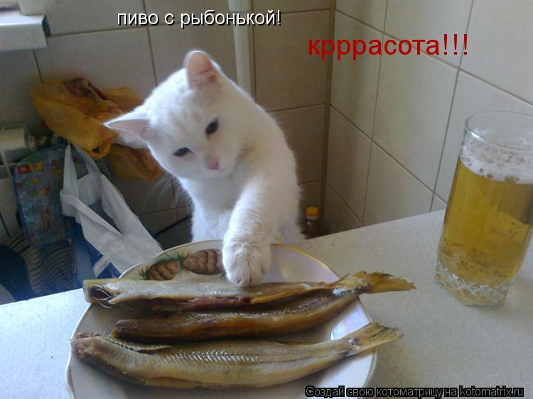 Котоматрица: крррасота!!! пиво с рыбонькой!