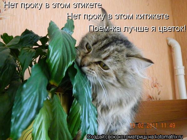 Нет проку в этом этикете Нет проку в этом китикете Поем-ка лучше я цветок!... Котоматрица: Нет проку в этом этикете Нет проку в этом китикете Поем-ка лучше я цветок!