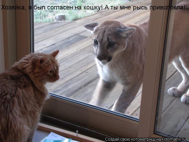 Хозяйка, я был согласен на кошку! А ты мне рысь приволокла!... Котоматрица: Хозяйка, я был согласен на кошку! А ты мне рысь приволокла!