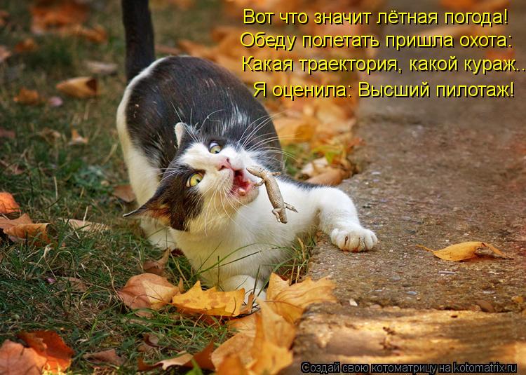 Обеду полетать пришла охота: Вот что значит лётная погода! Какая траектория, какой кураж…. Я оценила:... Котоматрица: Обеду полетать пришла охота: Вот что значит лётная погода! Какая траектория, какой кураж…. Я оценила: Высший пилотаж!