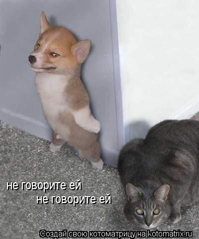 не говорите ей не говорите ей... Котоматрица: не говорите ей не говорите ей