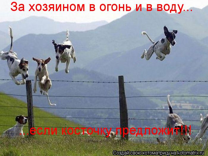 За хозяином в огонь и в воду... ...если косточку предложит!!!... Котоматрица: За хозяином в огонь и в воду... ...если косточку предложит!!!