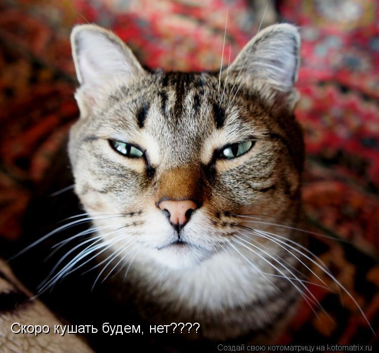 Скоро кушать будем, нет????... Котоматрица: Скоро кушать будем, нет????