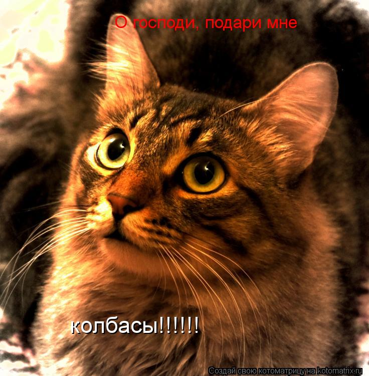 О господи, подари мне колбасы!!!!!!... Котоматрица: О господи, подари мне колбасы!!!!!!