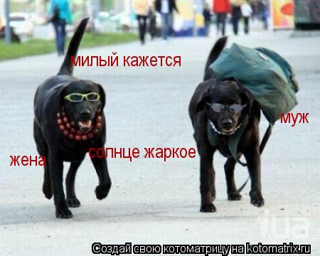 муж жена милый кажется солнце жаркое... Котоматрица: муж жена милый кажется солнце жаркое