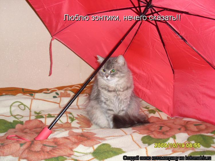 Люблю зонтики, нечего сказать!!... Котоматрица: Люблю зонтики, нечего сказать!!