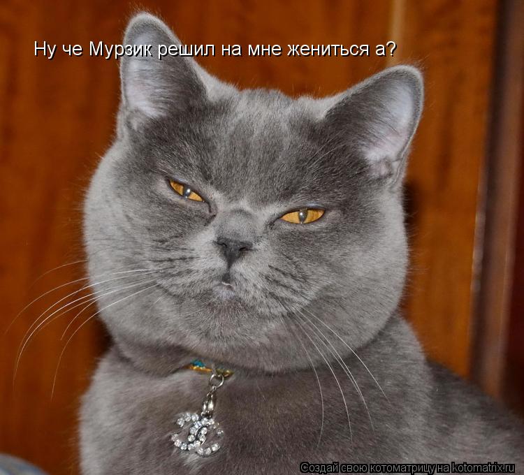Ну че Мурзик решил на мне жениться а?... Котоматрица: Ну че Мурзик решил на мне жениться а?
