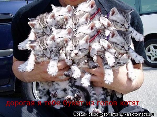 Котоматрица: дорогая я тебе букет из голов котят
