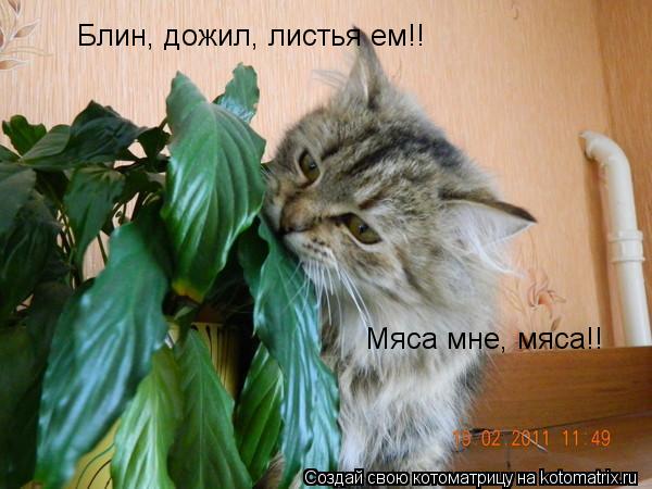 Котоматрица: Блин, дожил, листья ем!!  Мяса мне, мяса!!