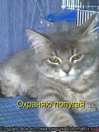 Котоматрица: Охраняю попугая.....