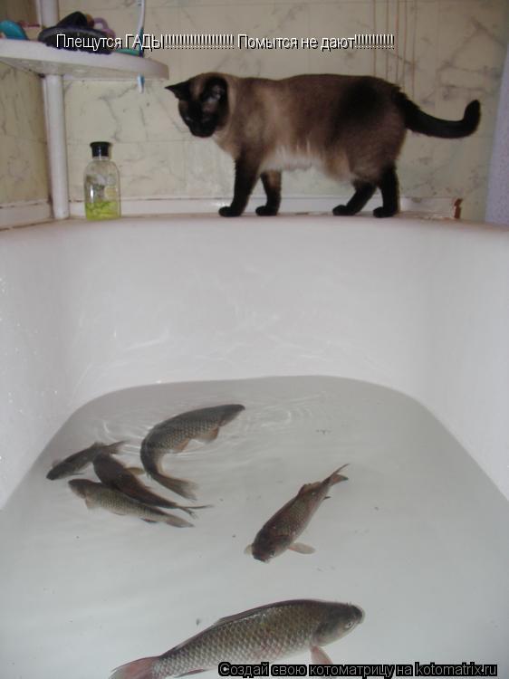 Котоматрица: Плещутся ГАДЫ!!!!!!!!!!!!!!!!!!! Помытся не дают!!!!!!!!!!!