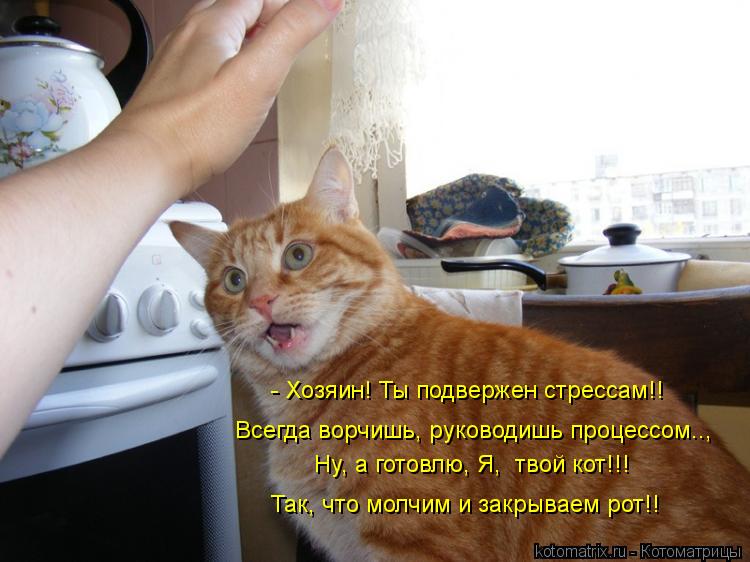 Котоматрица: - Хозяин! Ты подвержен стрессам!! Всегда ворчишь, руководишь процессом.., Ну, а готовлю, Я,  твой кот!!! Так, что молчим и закрываем рот!!